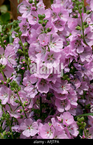 SIDALCEA MALVIFLORA Stockfoto