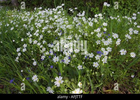 Größere Stichwort Stelleria Holostea am Rande eines Feldes in West Sussex UK Stockfoto