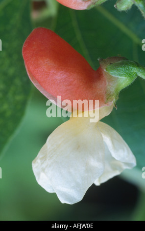 Phaseolus Coccineus 'Painted Lady'. Nahaufnahme von Runner Bean Blume. Stockfoto