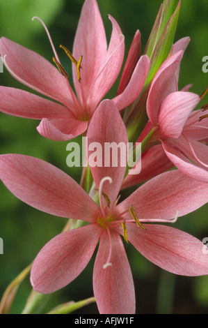 Hesperantha coccinea syn. Schizostylis coccinea 'Fenland Daybreak'. Kaffirlilie. Stockfoto