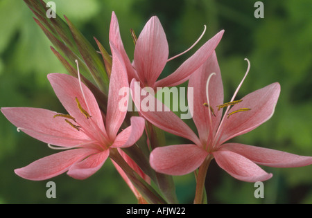 Hesperantha coccinea syn. Schizostylis coccinea 'Fenland Daybreak'. Kaffirlilie. Stockfoto