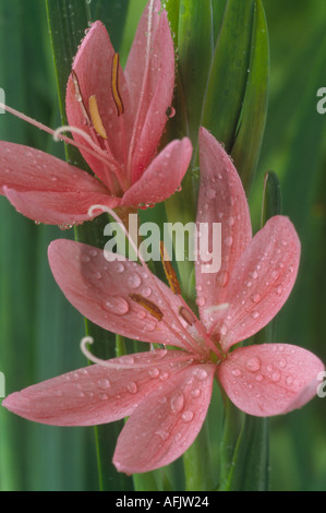 Hesperantha coccinea syn. Schizostylis coccinea 'Fenland Daybreak'. Kaffirlilie. Stockfoto