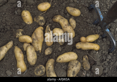 Solanum Tuberosum "Ratte".  AGM frisch gegraben Maincrop Frühkartoffeln. Stockfoto