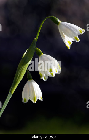 Nahaufnahme eines Stammes von drei Schneeglöckchen, (Galanthus Nivalis) gefunden in West Sussex, UK Stockfoto