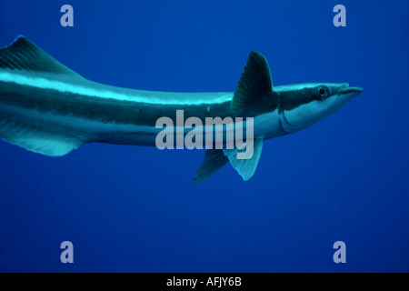 Malediven Nord Male Atoll Vaushimas A Remora Fische schwimmen im Blauwasser Echeneis Naucrates Stockfoto