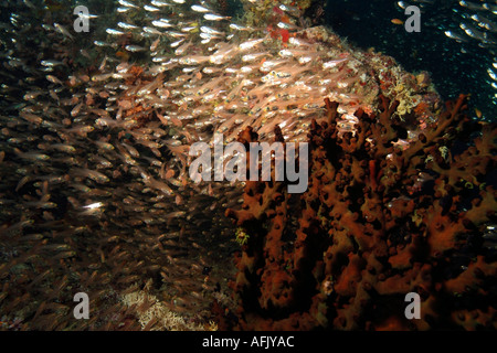 Schule der Nase vor Ort Kardinalbarschen Rhabdamia Cypselura um eine Mitternacht Korallen Tubastrae Micrantha Dendrophylliidae Stockfoto