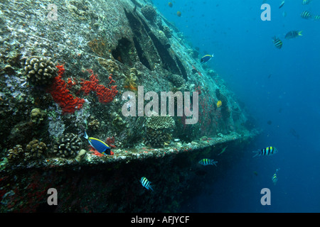 Fische schwimmen um den Rumpf eines Schiffswracks im Indischen Ozean Stockfoto