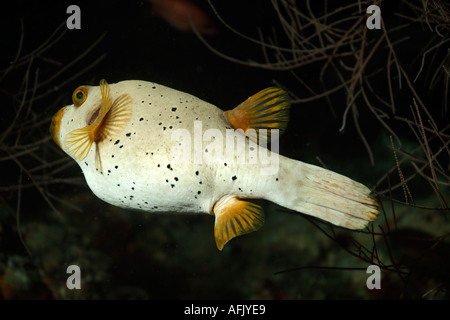 Black Spotted Kugelfisch Arothron Nigropunctatus schwimmen Stockfoto