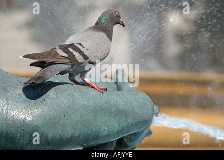 Detail einer Taube stehend auf dem Arm eine Brunnenskulptur in Trafalgar Square London entworfen von Lutyens in 1939 England UK Stockfoto