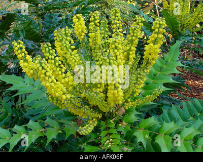 Mahonia x Media Lionel Fortescue Evergreen Garten blühender Strauch für Winter Blumen Duftkerzen Stockfoto