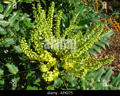 Mahonia x Media Charity s Schwester Evergreen Garten blühender Strauch für Winter Blumen Duftkerzen Stockfoto