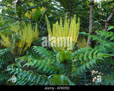 Mahonia x Media glauben immergrüner Blütenstrauch mit glänzendem Laub und duftende Blüten Stockfoto