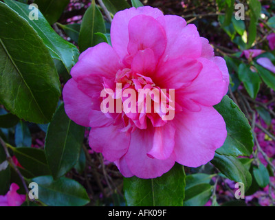 Camellia Sasanqua Sparkling Burgundy immergrüner Blütenstrauch für Winter Blumen Stockfoto