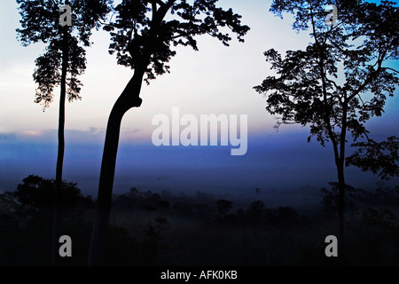 Morgendämmerung über afrikanischen tropischen Regenwald mit Nebel clearing, Ghana, Westafrika Stockfoto