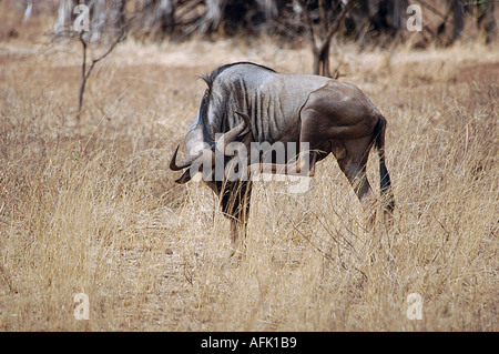 Gnus im Tsavo West Nationalpark Kenia Stockfoto