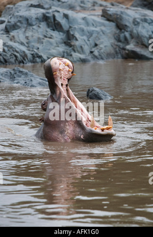 gähnende Nilpferd in einem Fluss im Serengeti Nationalpark Stockfoto