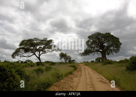 ein Feldweg und Gewitterwolken im Tarangire National Park Stockfoto