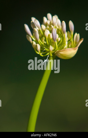 Nahaufnahme von Agapanthus Knospen Stockfoto