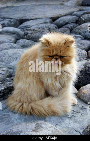 Schüchterne Perserkatze langhaarige Ingwer Katze Stockfoto