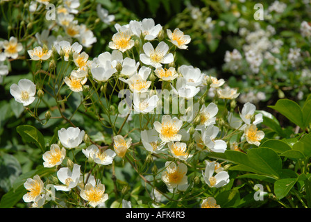 Rosa Filipes Kiftsgate rose Stockfoto