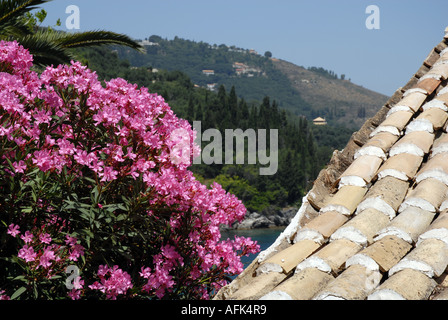 Oleander-Blüten und alten Ziegeldach in der Nähe von Kringels, Korfu, Griechenland mit Bucht Stockfoto