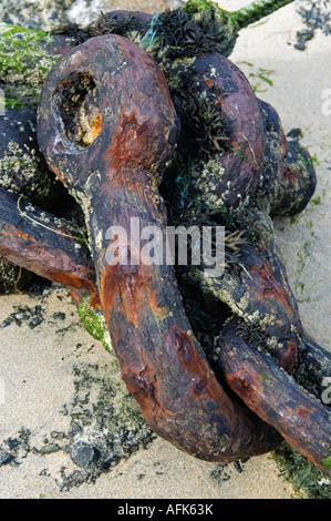 Einen rostigen Schäkel auf einer Ankerkette, mit Algen, liegen am Strand von den kornischen Fischen Dorf Mousehole verkrustet Stockfoto