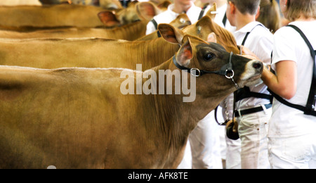 Kinder mit Jersey Kühe auf 2005 Wisconsin State Fair Molkerei Wettbewerb Stockfoto