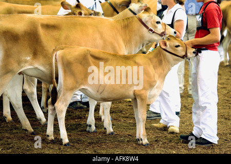 Jugendliche mit Jersey Kühe auf 2005 Wisconsin State Fair Molkerei Wettbewerb Stockfoto