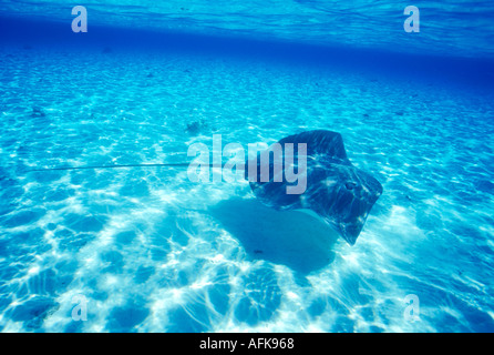 Stachelrochen Schwimmen im Bora Bora Lagoon in Tahiti Französisch-Polynesien Stockfoto