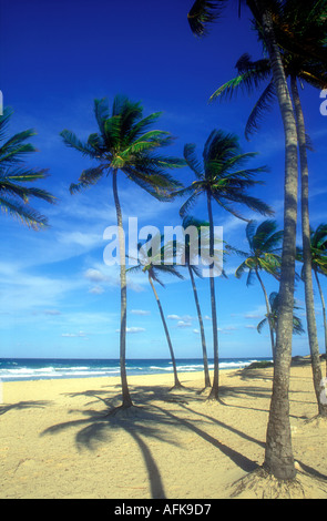 Palmen am Strand von Playa del Este in der Nähe von Havanna Kuba Stockfoto