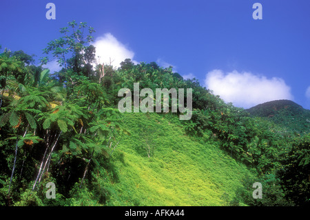 Hang mit bedeckt Farne und Palmen im El Yunque Regenwald-Puerto Rico-Karibik Stockfoto