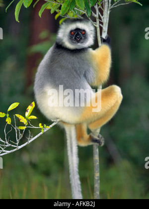 Ein Maughold Sifaka (Propithecus Diadema) im Matandia Nationalpark, östlichen Madagaskars. Stockfoto