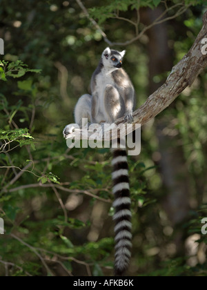 Ring-tailed Lemuren (Lemur Catta). Diese Art ist leicht erkennbar an der Schwanzspitze gebändert. Stockfoto