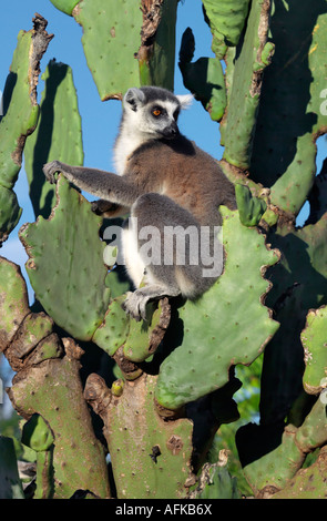 Ring-tailed Lemuren (Lemur Catta) sitzen auf einem stacheligen Birne Kaktus, die sie essen. Dieser Lemur ist leicht erkennbar an seiner Rute Stockfoto