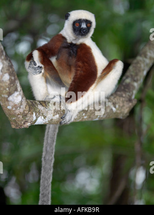 Ein Coquerel-Sifaka (Propithecus Verreauxi Coquereli) die in den trockenen Wäldern des nordwestlichen Madagaskar zu finden ist. Stockfoto