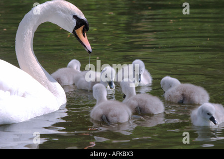 Neugeborenen Cygnets auf einem Teich Stockfoto