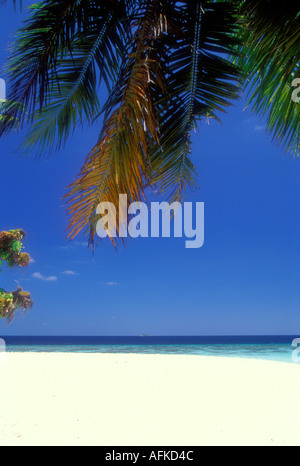 Weiße tropischen Strand mit Palme in Malediven Indischer Ozean Stockfoto