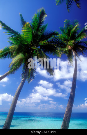 Palmen und Meer Horizont in Malediven Indischer Ozean Stockfoto