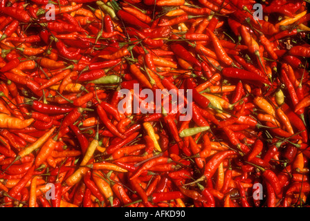 Rote Chilischoten in Mexiko Stockfoto