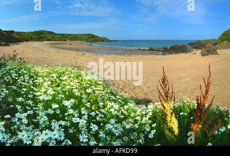 Porthor Pfeifen Sands Aberdaron Wales U K Europa Lleyn Halbinsel Ynys Gwylan fawr Stockfoto