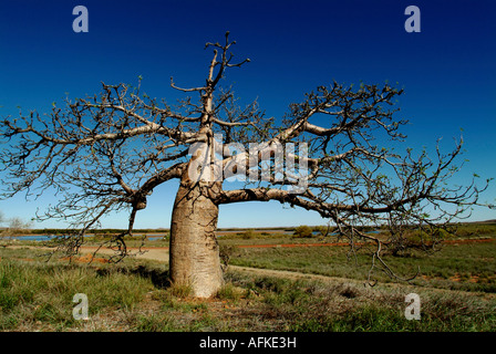 Australien Northern Territory NT Dampier Halbinsel Baobab-Baum in flachen Outback-Landschaft Stockfoto