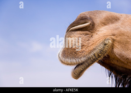Eines der vielen Kamele versammelten sich in Palmyra zu den jährlichen Rennen statt im Rahmen des Festivals Palmyra, Syrien Stockfoto