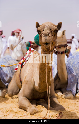 Racing Kamele im Fahrerlager neben der Rennstrecke in Palmyra. Die Rennen finden jedes Jahr im Rahmen des Palmyra-Festival statt. Stockfoto
