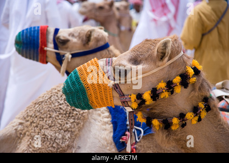 Racing Kamele im Fahrerlager neben der Rennstrecke in Palmyra. Die Rennen finden jedes Jahr im Rahmen des Palmyra-Festival statt. Stockfoto