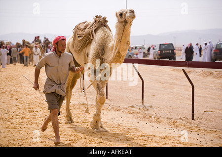 Ein Jockey und sein Kamel machen ihren Weg zum Start des Rennens in Palmyra. Die Rennen finden jedes Jahr im Rahmen des Festivals Palmyra, Syrien statt. Stockfoto
