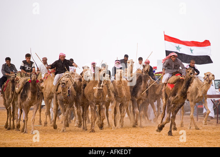 Ein Kamel Rennen startet um von Palmyra 5km lange Rennstrecke. Die Rennen finden jedes Jahr im Rahmen des Festivals Palmyra, Syrien statt. Stockfoto