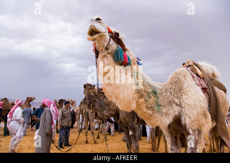 Eine siegreiche Kamel im Fahrerlager bei Palmyra als Gewitterwolken zu sammeln. Stockfoto