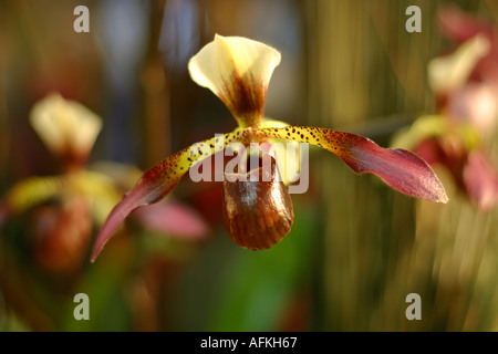 Paphiopedilum Orchidee Blume gefleckte Zitronengelb und Burgundy Stockfoto