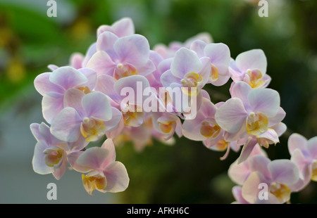 Phalaenopsis Orchideen blühen zart rosa branch Stockfoto