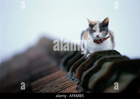 Katze sitzt auf einem Dach. Stockfoto